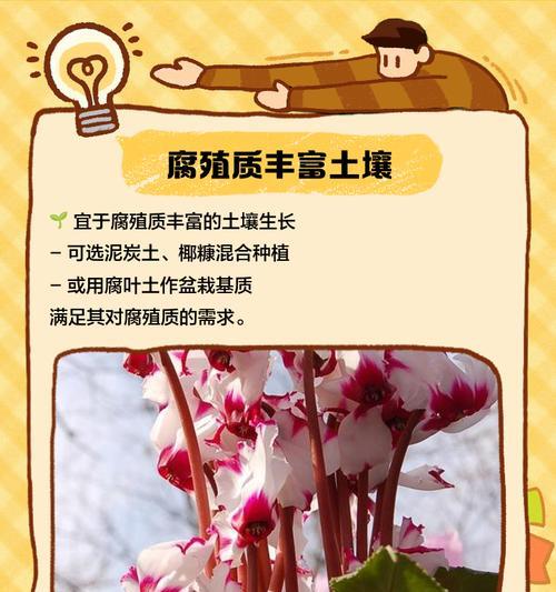 以仙客来的养殖方法与施肥技巧（提高产量效益的关键肥料和施用技巧）